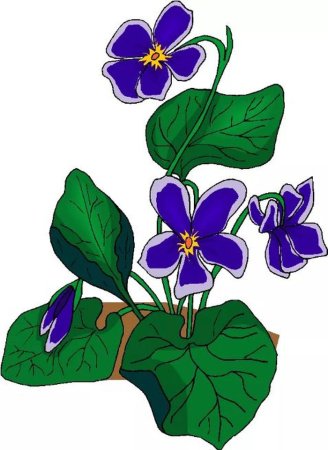 Фиалка для дошкольников