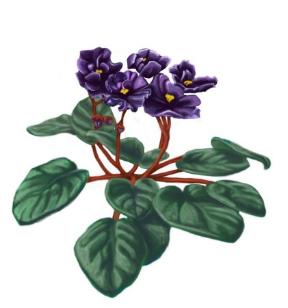 Узамбарские фиалки рисунок