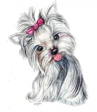 Йоркширский терьер Джессика