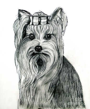 Йорк рисунок