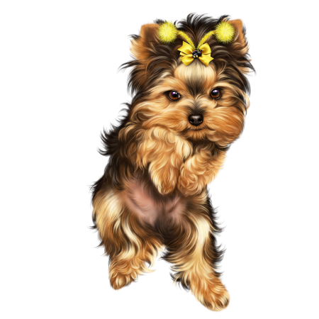 Йоркширский терьер длинношерстный