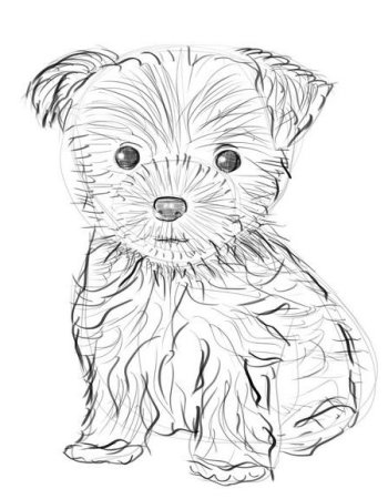 Раскраска Йоркширский терьер