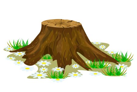 Пенек на белом фоне