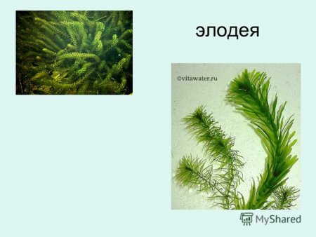 Элодея канадская ботаника