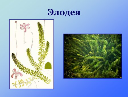 Элодея канадская гербарий