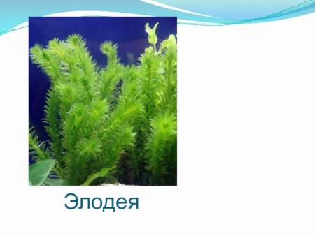 Элодея канадская рисунок