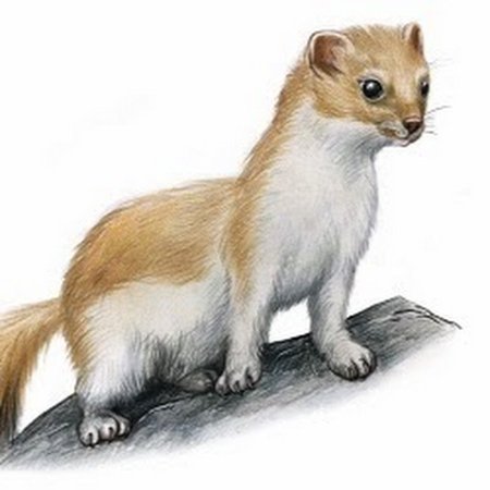 Ласка на белом фоне