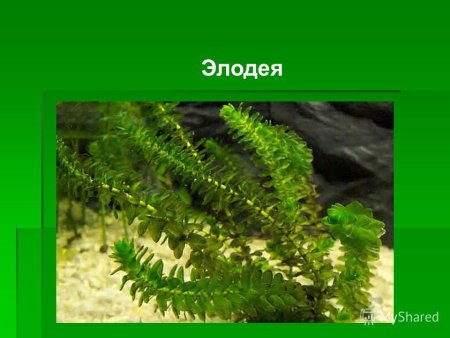 Элодея наяс