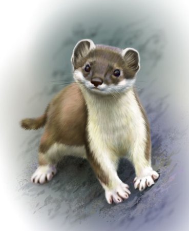 Горностай и хорек