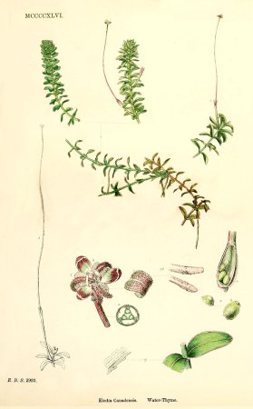 Улитка катушка и Лужанка