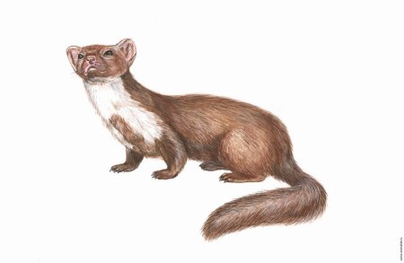 Лесная куница