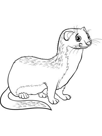 Ласка раскраска