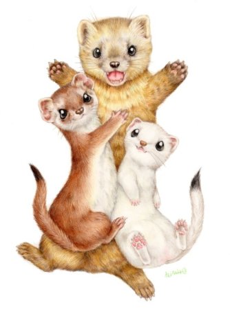 Мультяшные хорьки