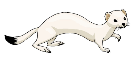 Горностай рисунок