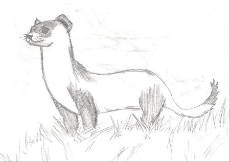 Хорек карандашом