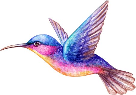 Нарисовать летящую Колибри