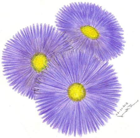 Астра карандашом