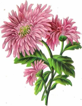 Botanical Aster Flower
