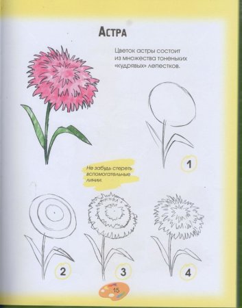 Растения клумбы рисунок