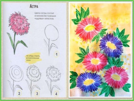 Рисование астры в подготовительной группе
