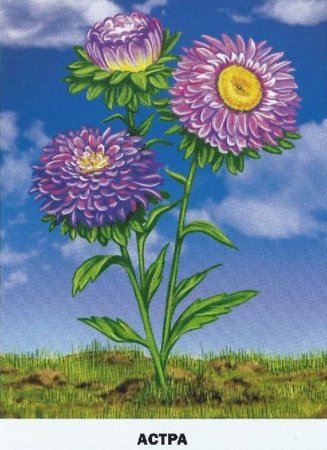 Астра для детей