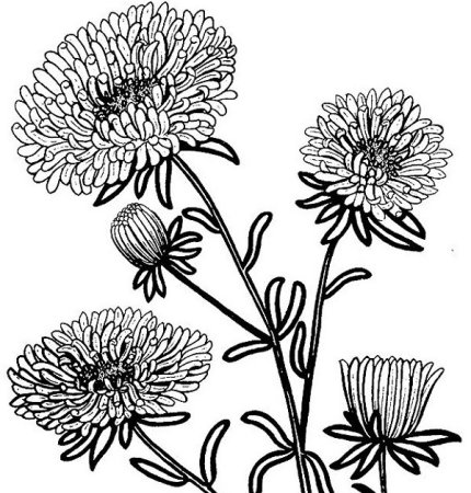 Листья астры рисунок