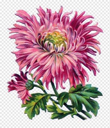 Астра рисунок для детей