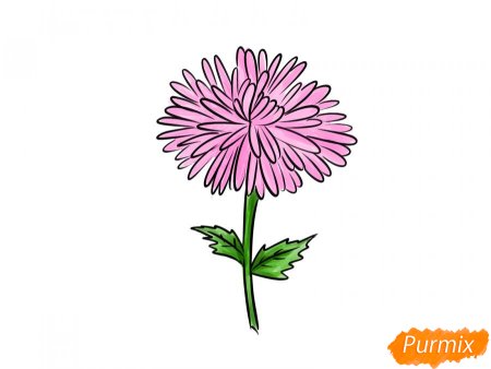 Рисовании с натуры цветов- астры