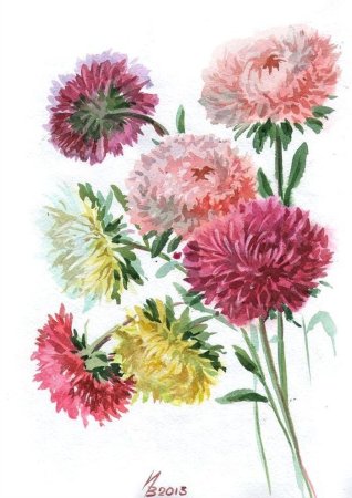 Астра картинка для детей