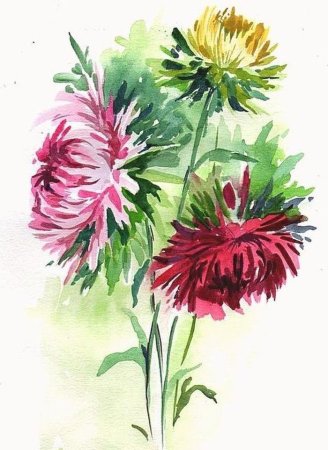 Астра карандашом