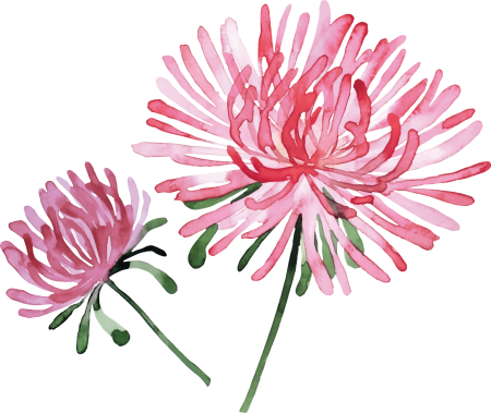 Астра Альпийская рисунок