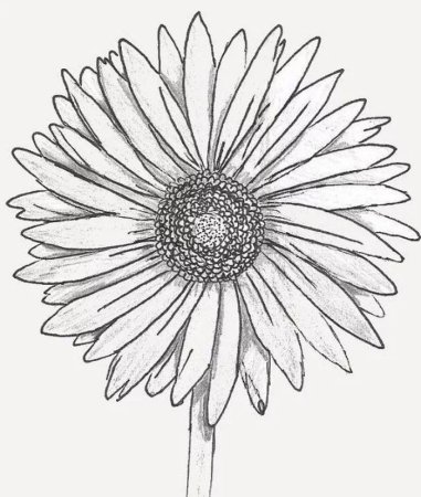 Цветок Астра Астра Астра