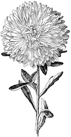 Хризантемы цветными карандашами