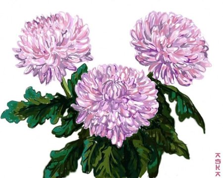 Хризантема Лотос