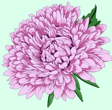 Цветы акварелью астры