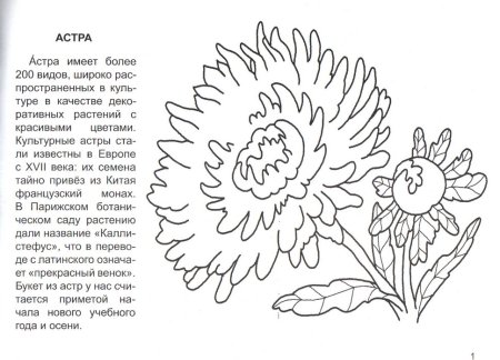 Хризантемы для срисовки карандашом