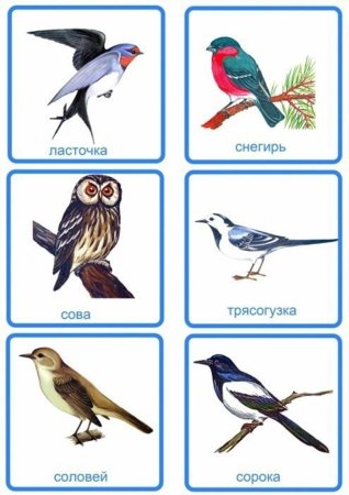 Карточки перелетные птицы для детского сада с названиями