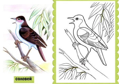 Перелётные птицы расскраска для дошкольников