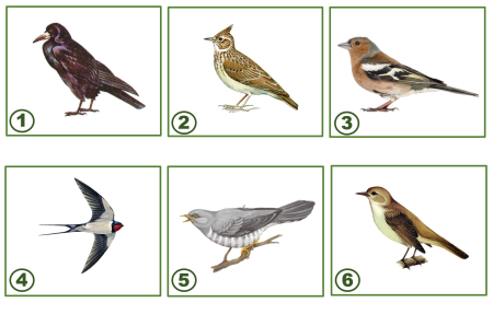 Перелетные птицы для детей