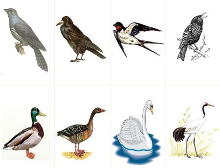 Нищева перелетные птицы