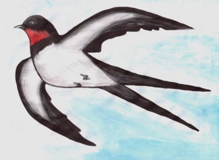 Перелетные птицы ла с то ч уа