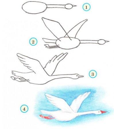 Поэтапное рисование птицы в подготовительной группе