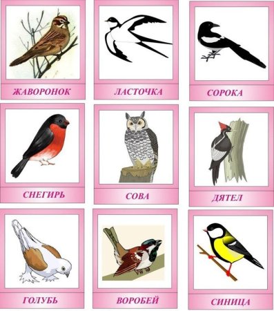 Карточки для детей. Птицы
