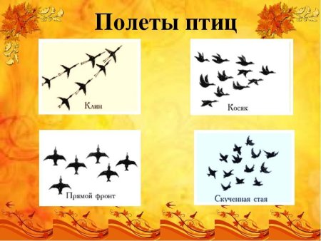 Перелетные птицы старшая группа