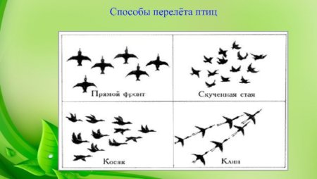 Способы перелета птиц