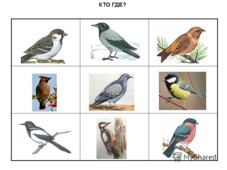 Лото зимующие и перелетные птицы для детей