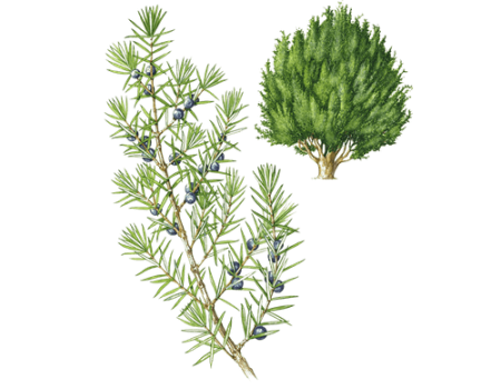 Можжевельник Сибирский