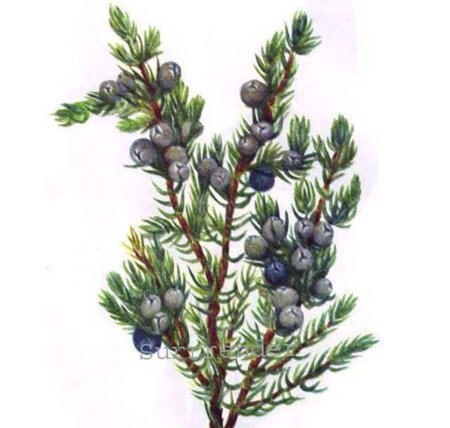 Можжевельник виргинский рисунок