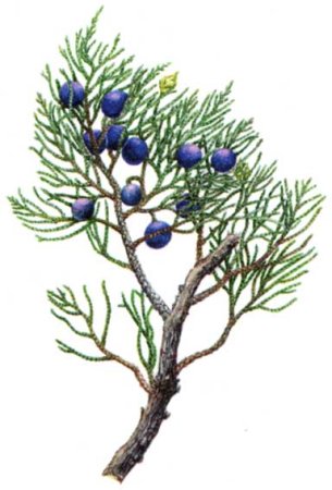 Можжевельник акварель куст