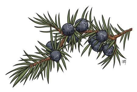 Можжевельник обыкновенный ягоды рис